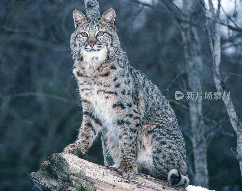 山猫(Lynx rufus)，也被称为红山猫，是一种中型猫，原产于北美。它的分布范围从加拿大南部到美国大部分地区，再到墨西哥的瓦哈卡州。蒙大拿东冰川。